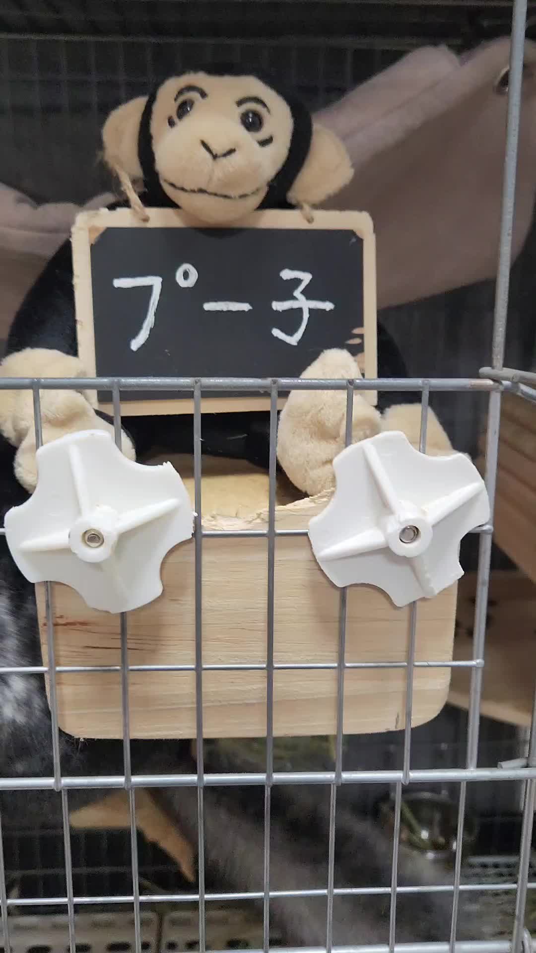 @チンチラプー子