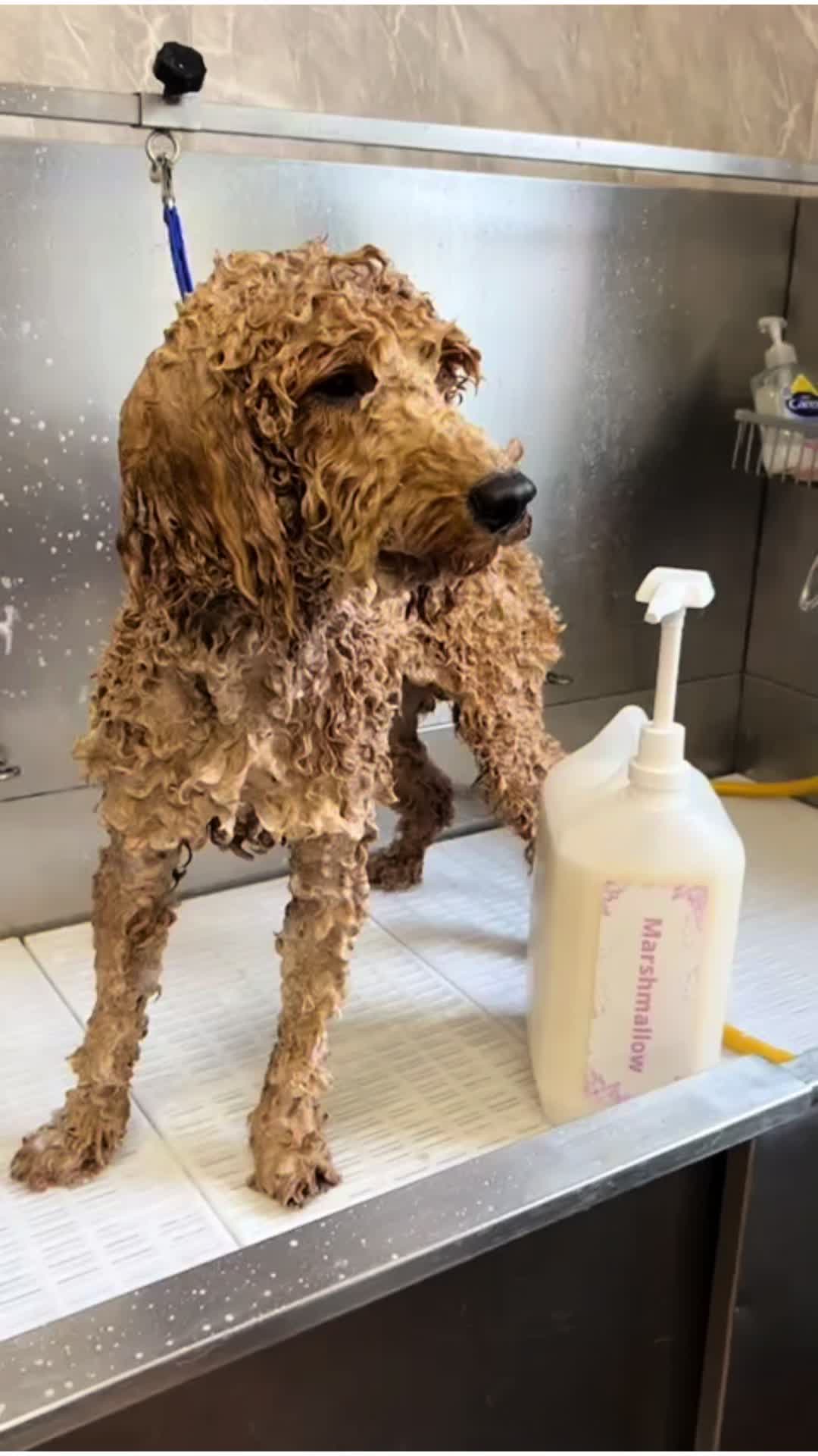 @Pet Angels