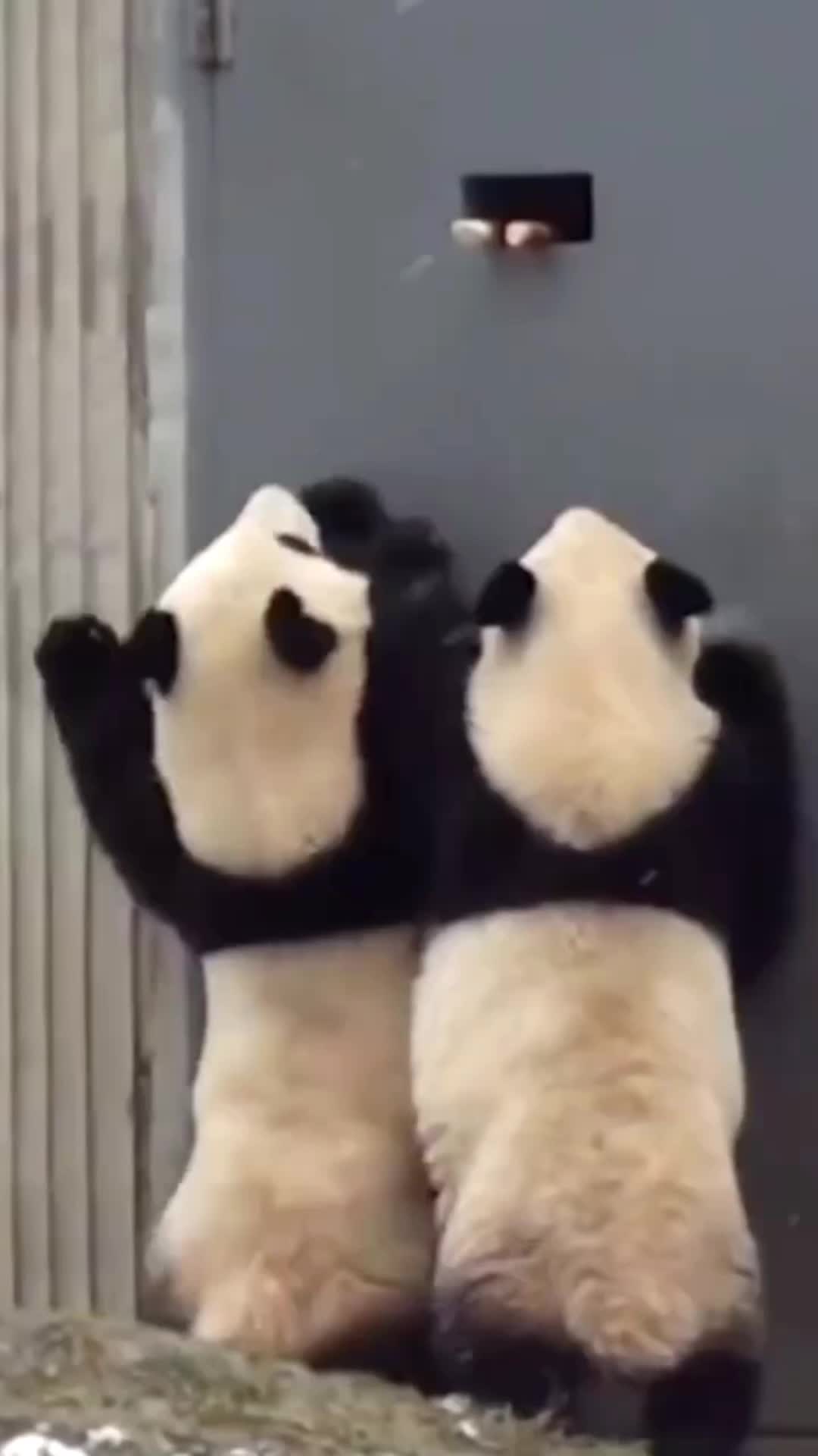 @meowhhcdntb