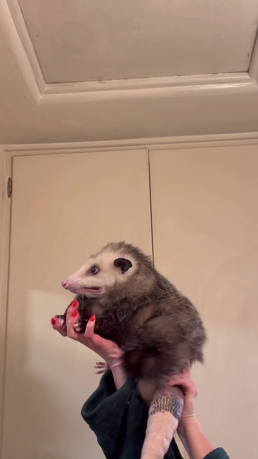 @Poppy Opossum
