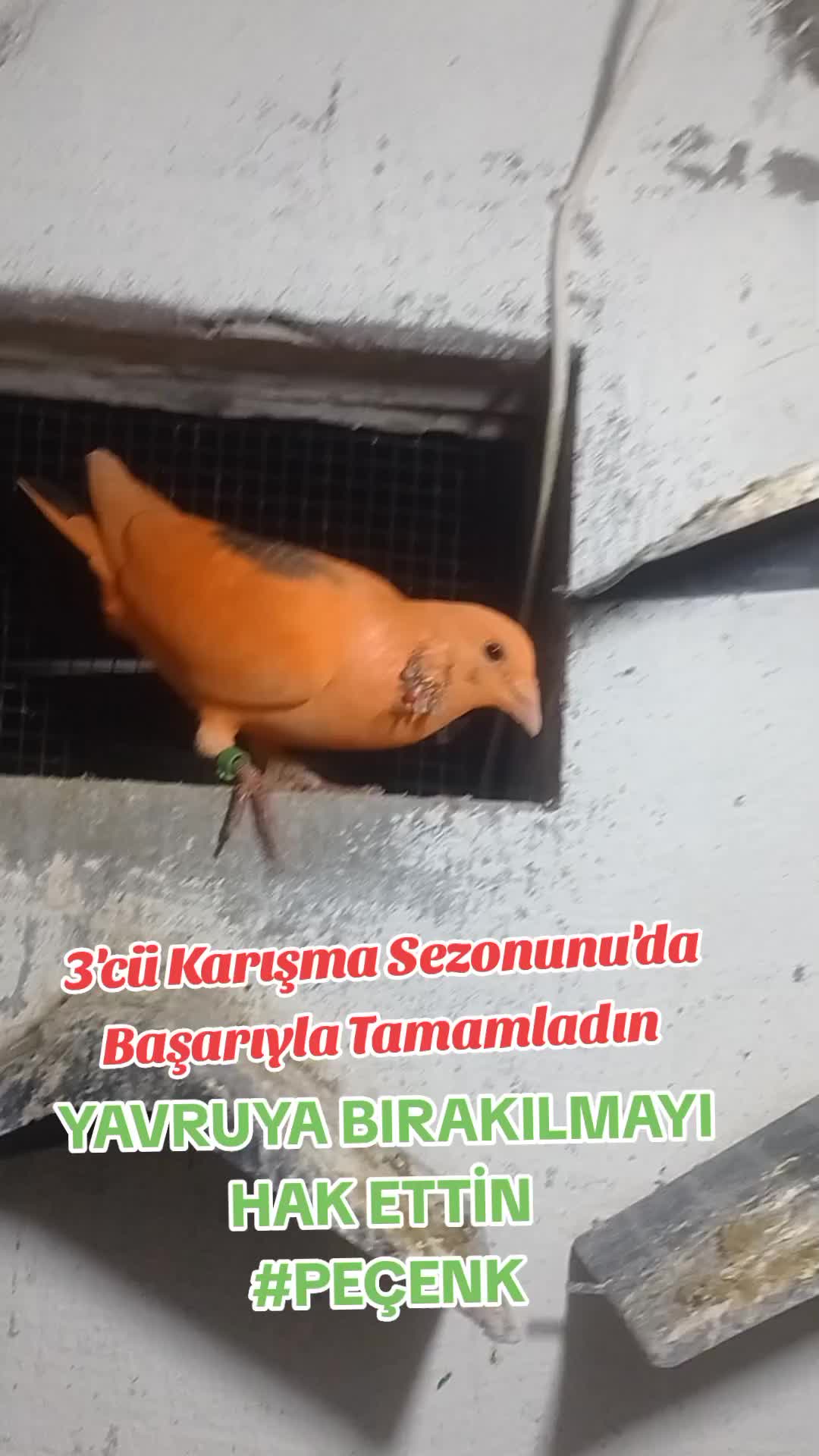 @ÇİLOĞLU KLASİĞİ
