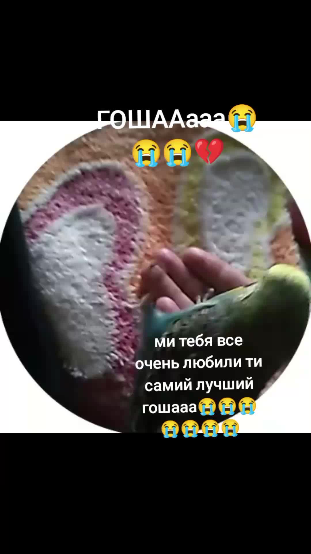 @🌷Пупсик_карона👑