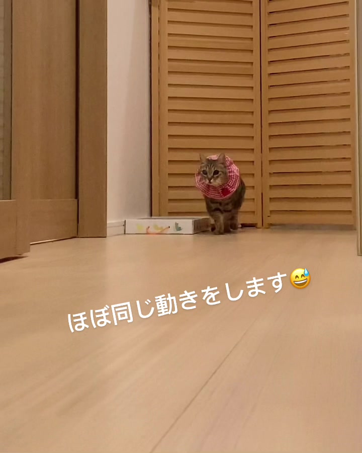 @cinatora