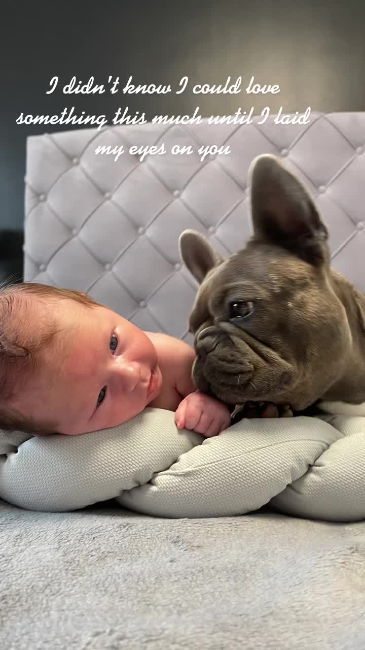@Cookie 🍪 French Bulldog 🦴