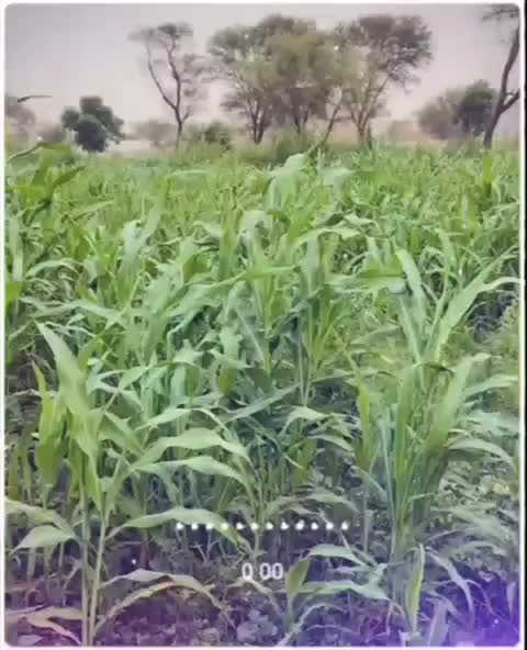 @Shameer sahi