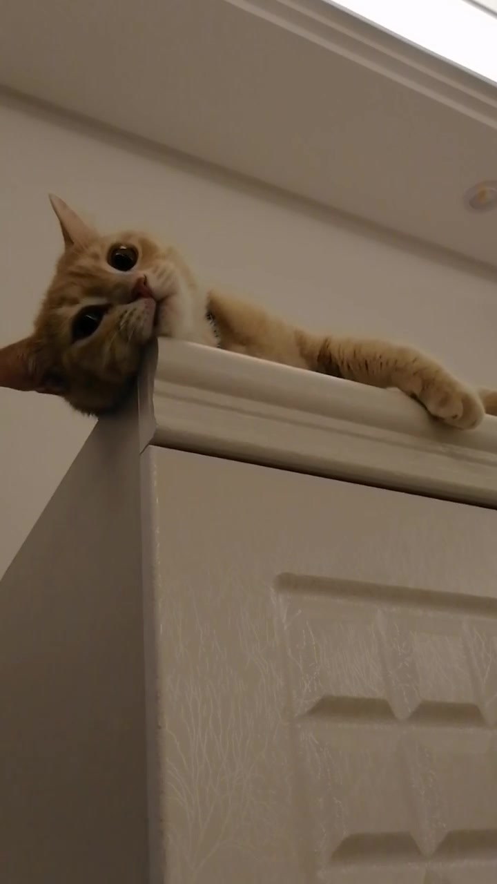 @Gandalf the Cat
