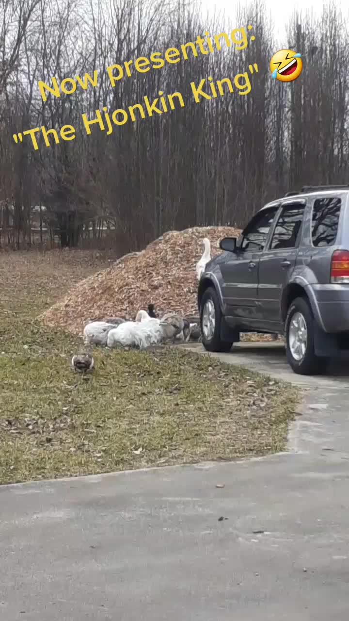 @Karnes Ranch of Indiana🦆