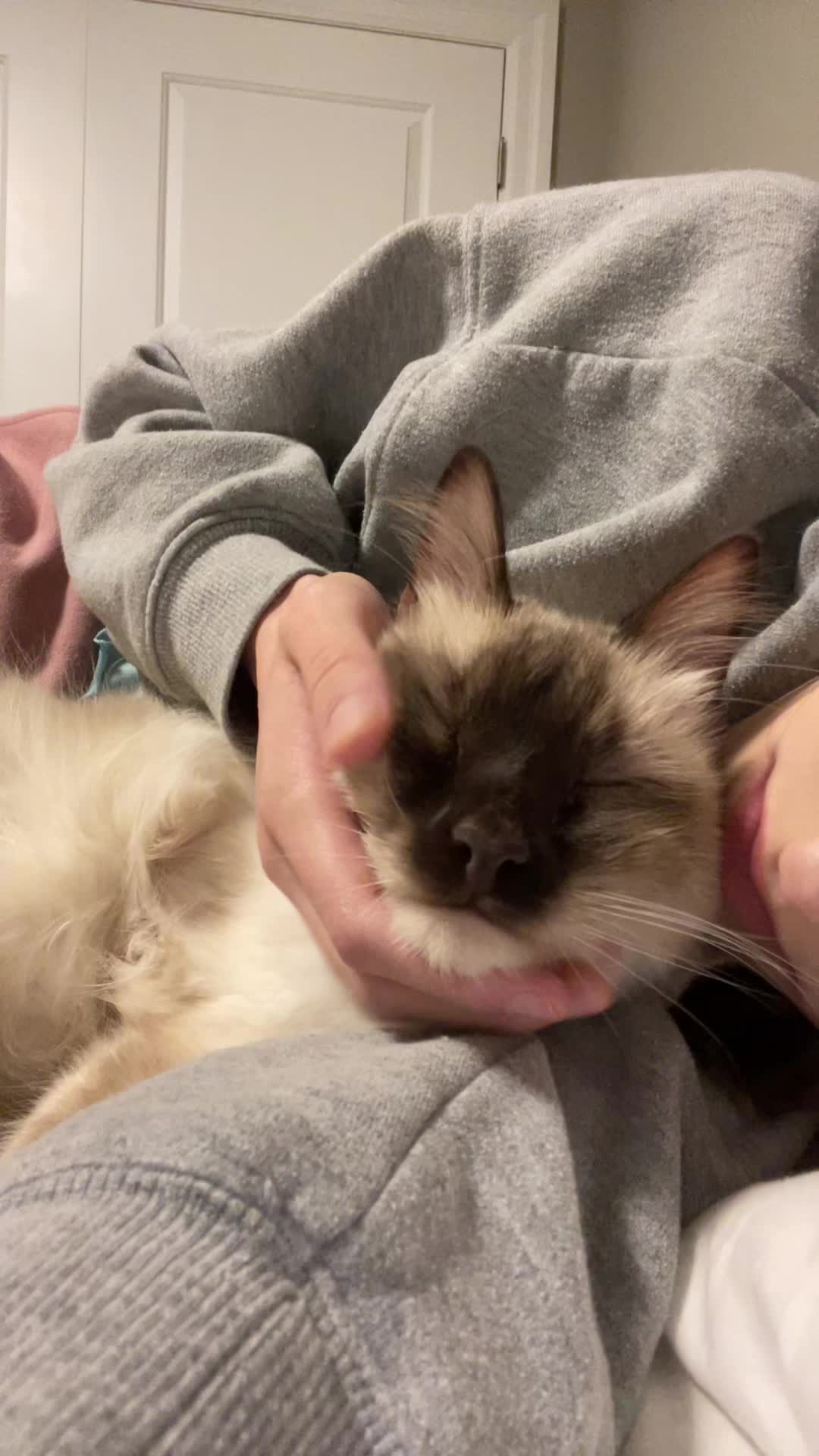 @brunokitten