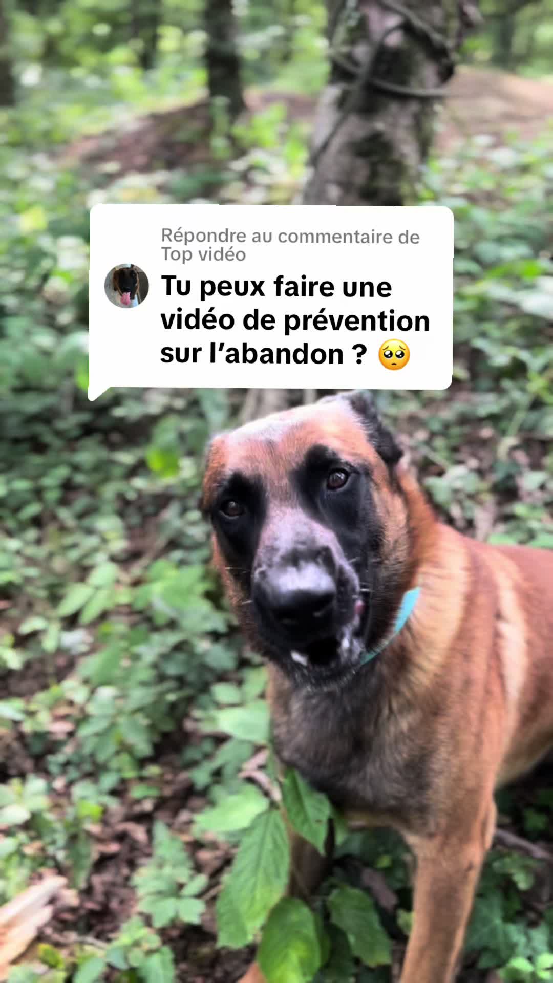 @Rios le malinois 🐕