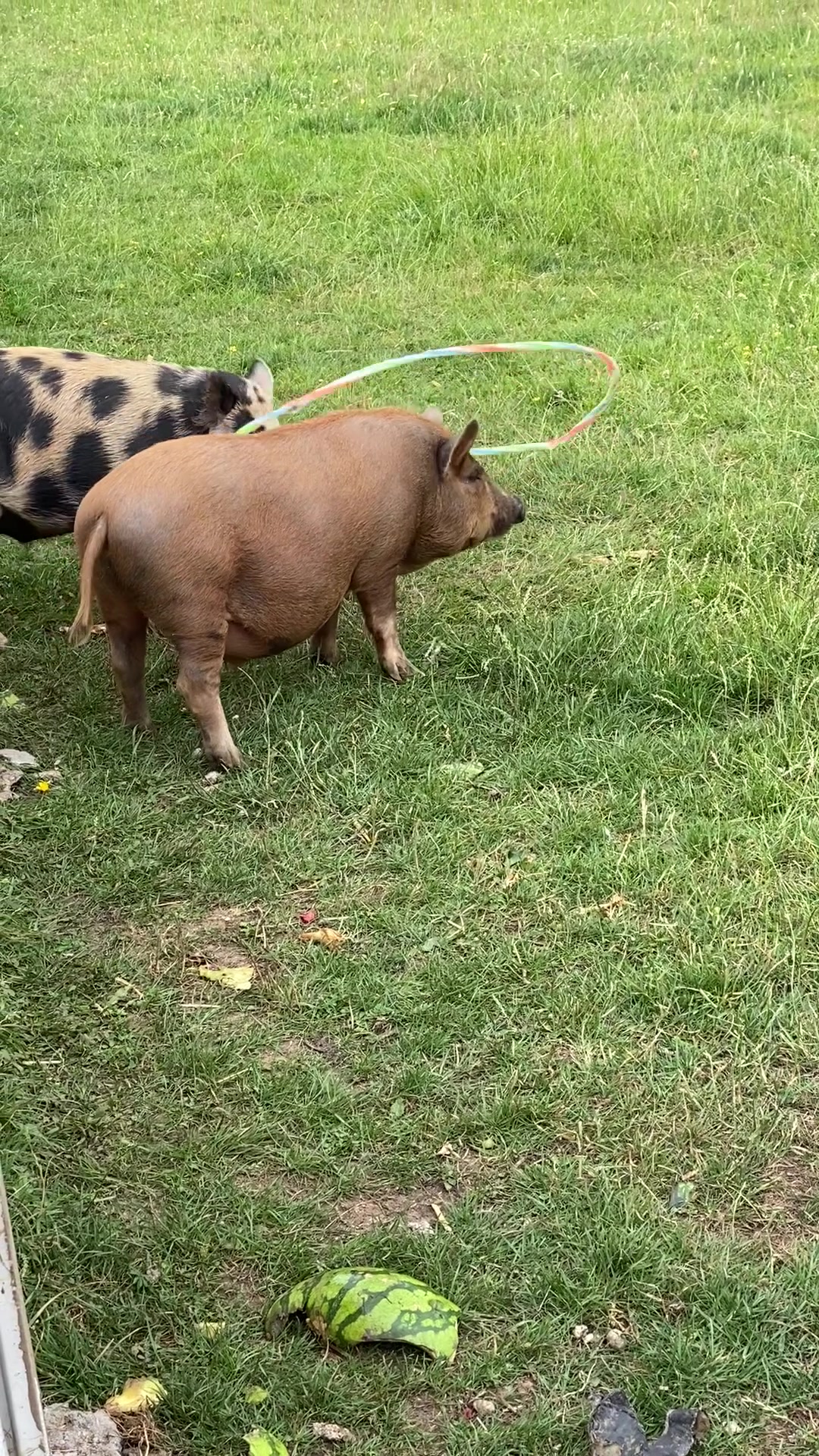 @AhimsaAnimalSanctuaryUK