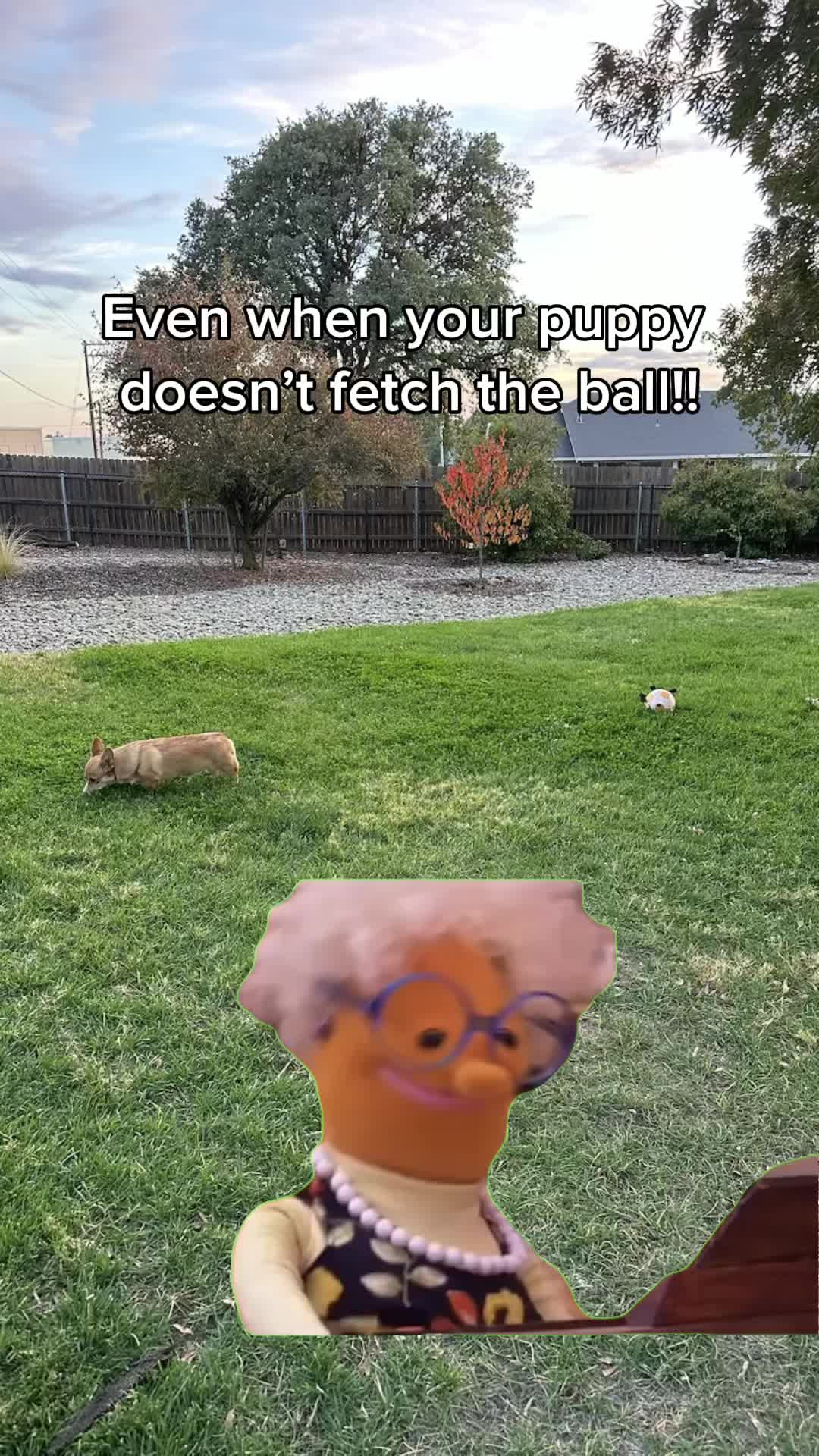 @CorgiMonty