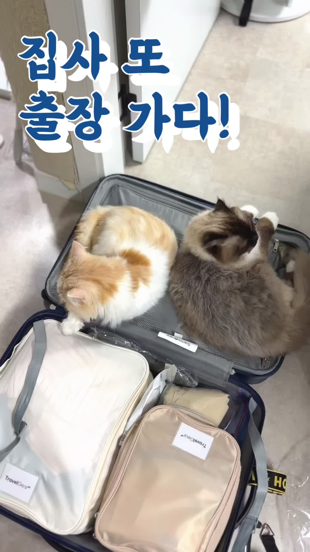 @4냥인생 Hunt 4 Life