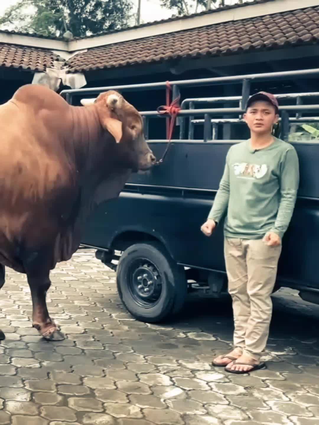 @PECINTA SAPI