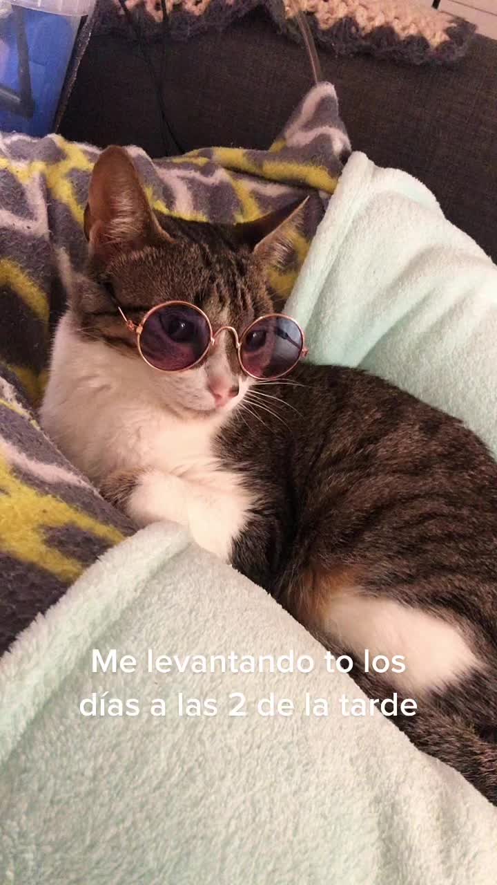@иαtι ѕαez 🐣