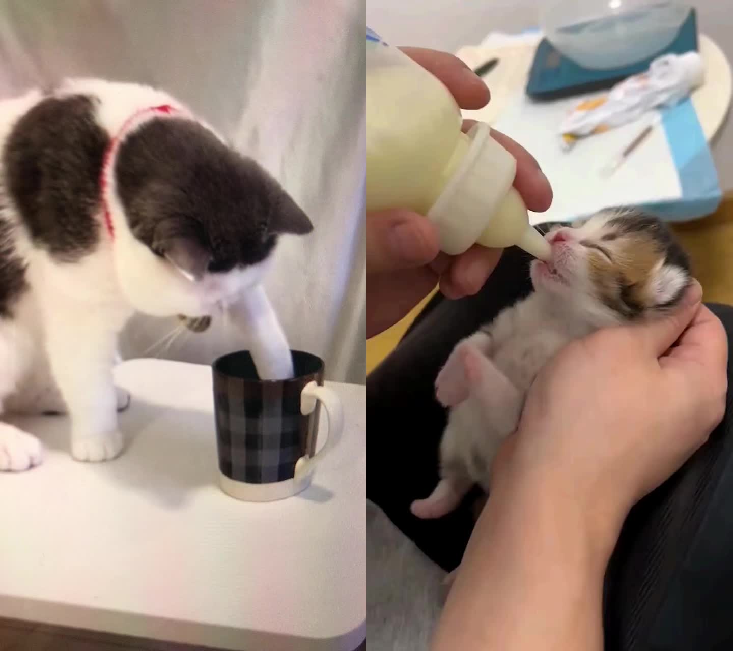 @Pet home