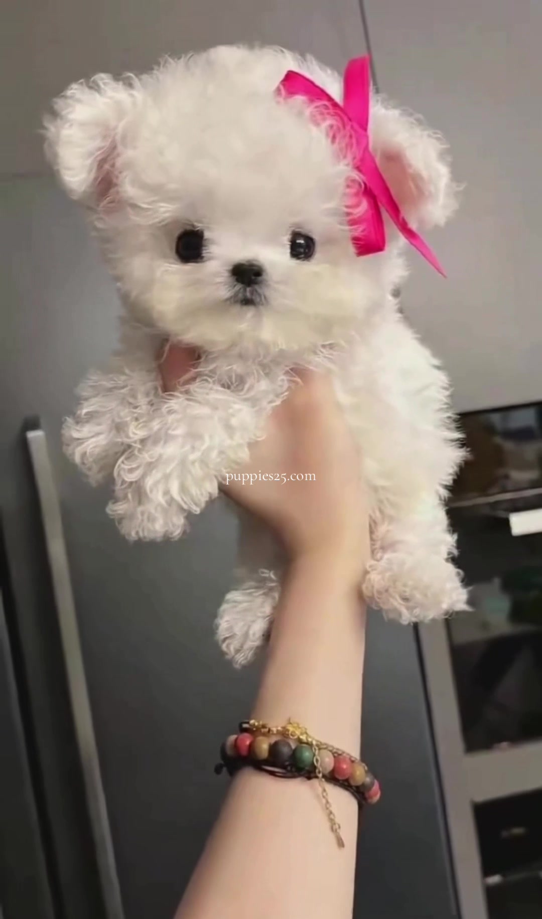 @PUPPIES25•COM