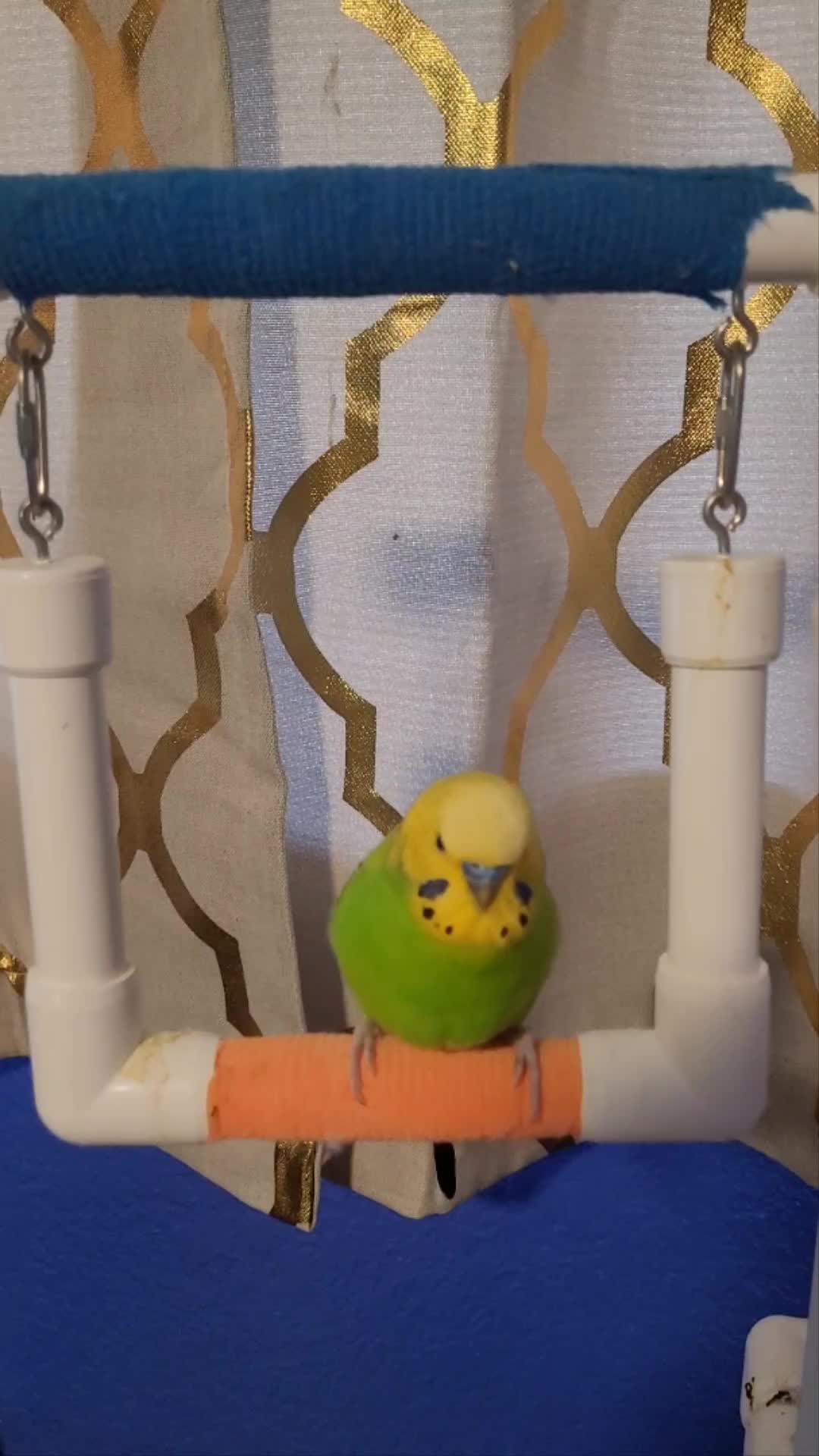 @My Budgie, My Budgie, And Me
