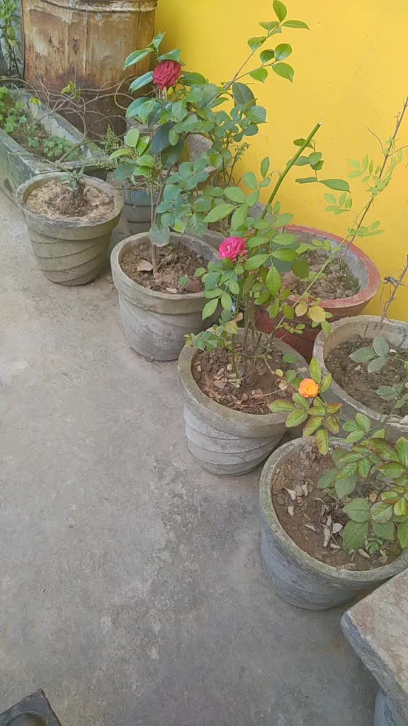 @@gori jaaan