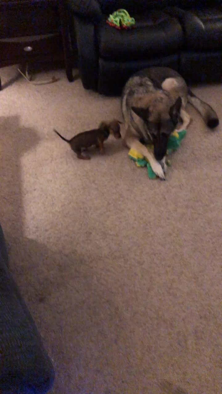 @Baby doxie