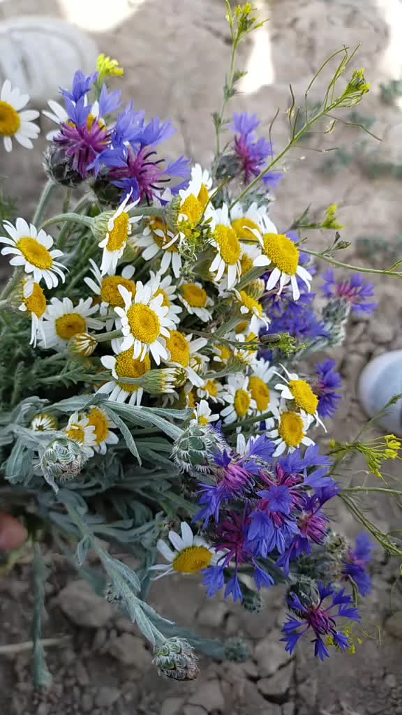 @elbet bir gün 🌌