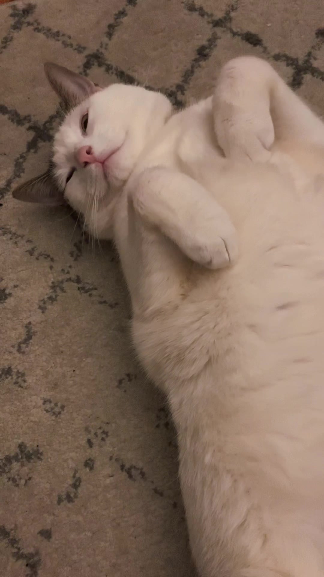 @nova’s the cat