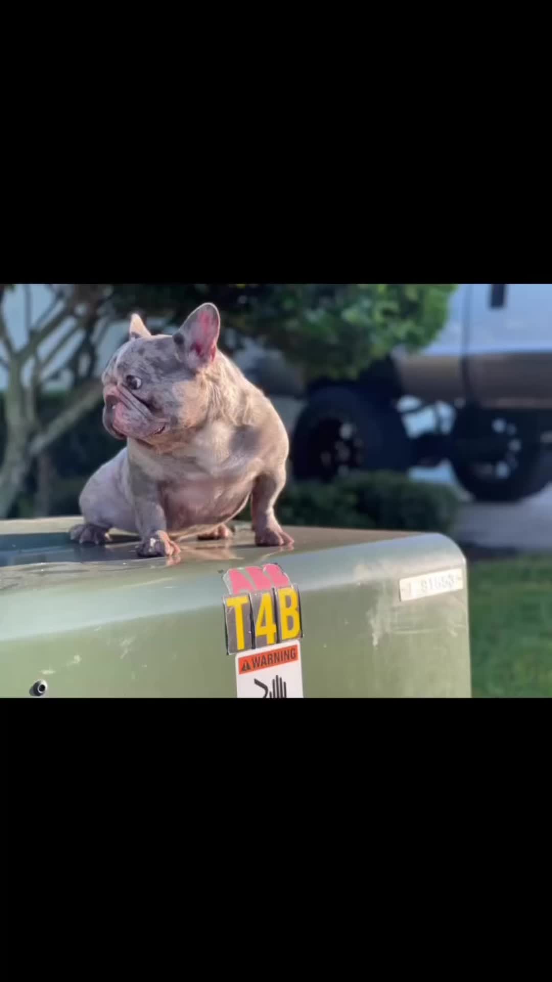 @Frankenstein Kennels