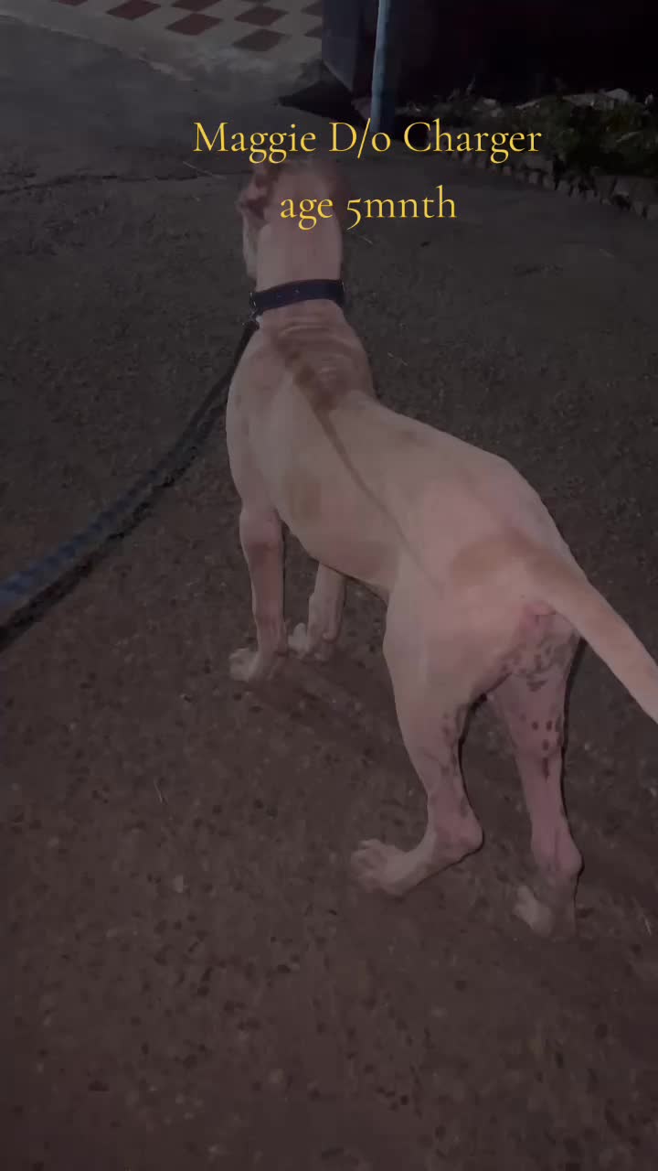 @charger bully dog kennel