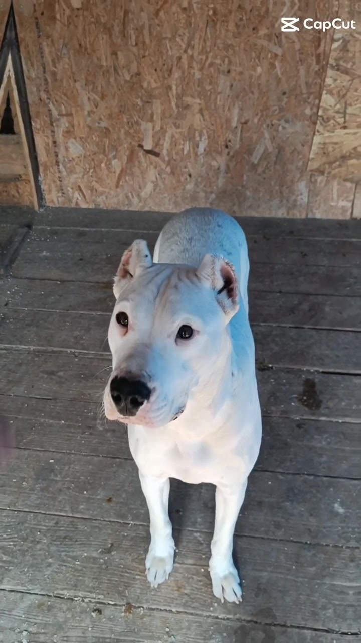 @HeraTheDogo