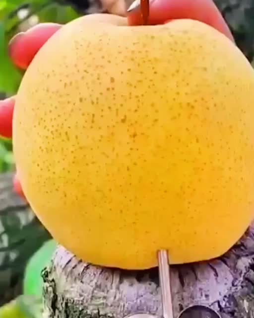 @🍎🍓🍒🍊🍍