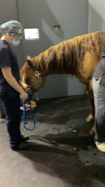 @EquineSurgeryOntario