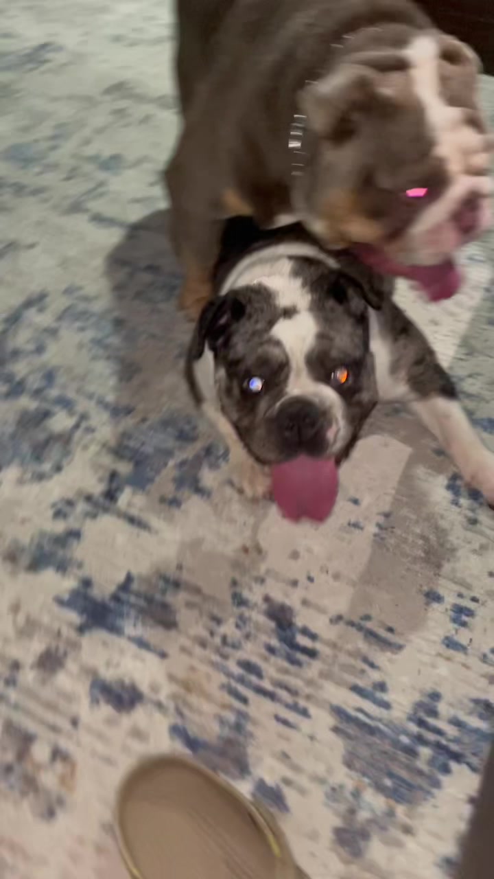 @BulldogMafiaGroup