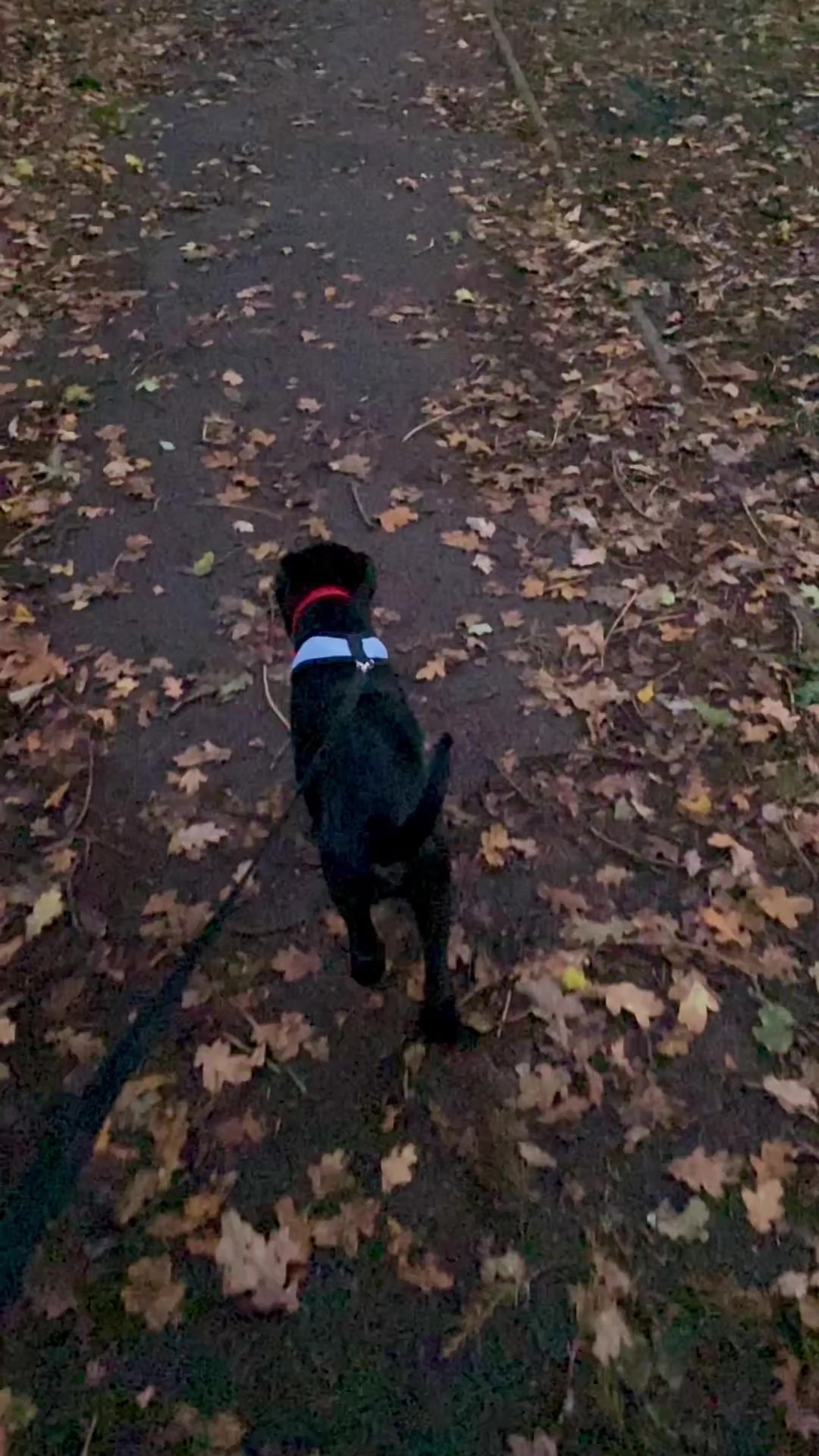 @Ruperttheblacklab