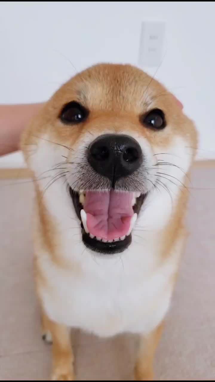 @柴犬コマリ