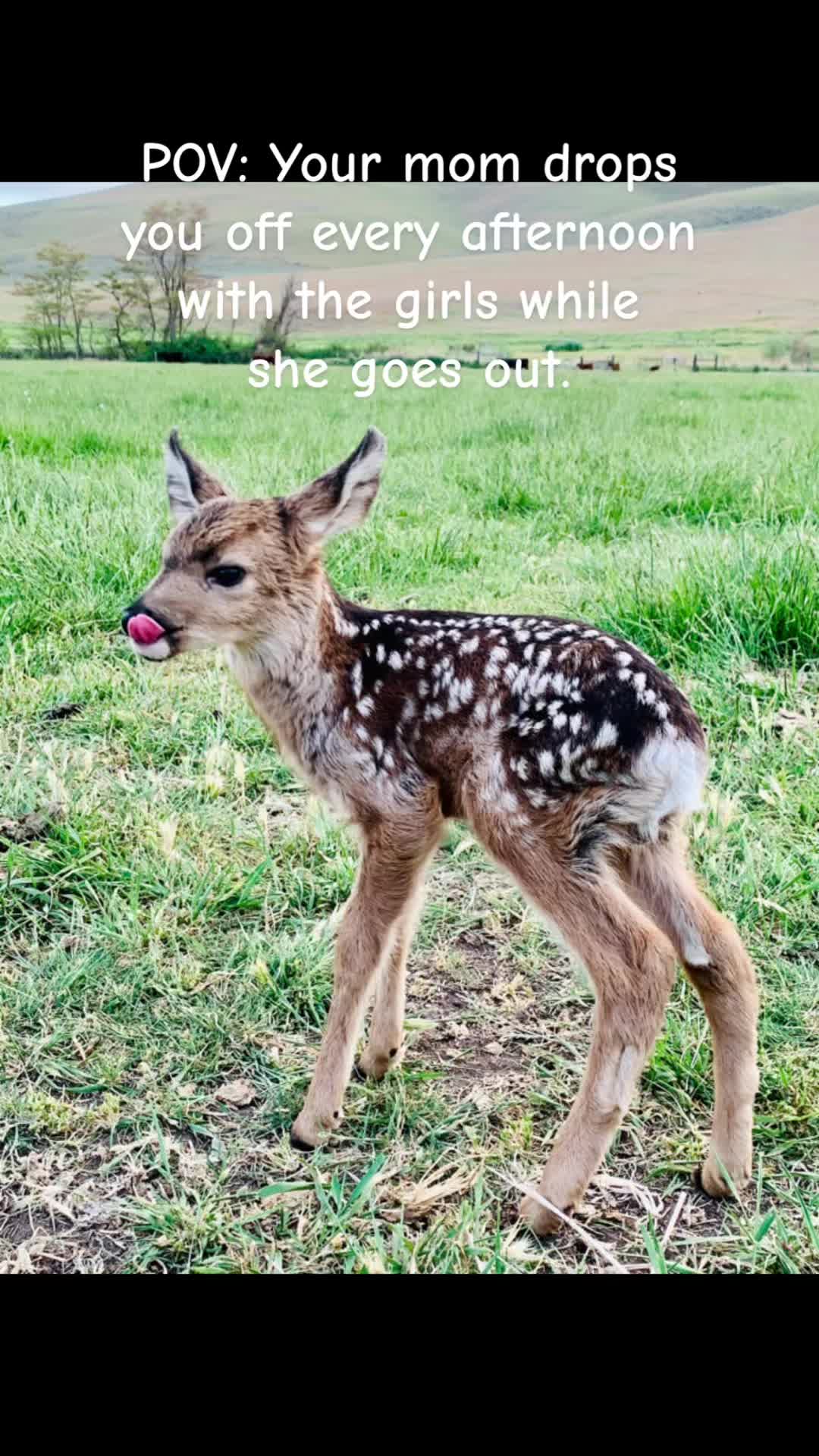 @thatredbarnlady
