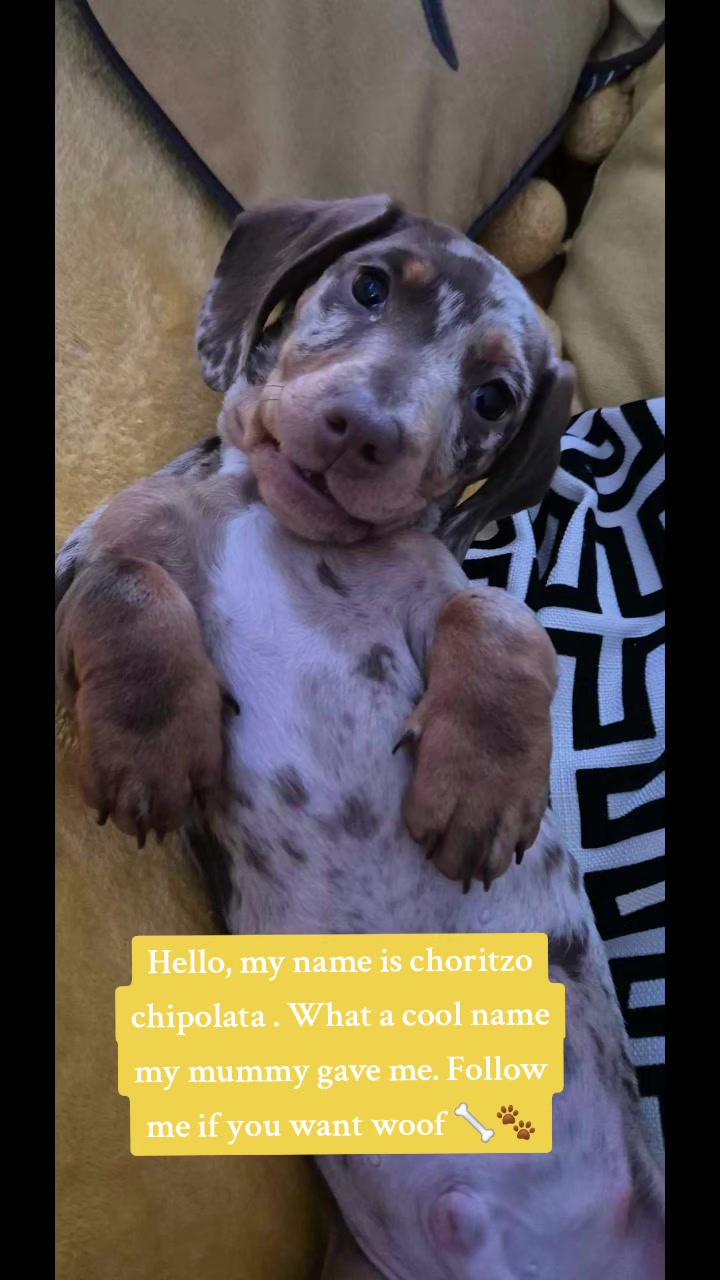 @Choritzo chipolata🐾