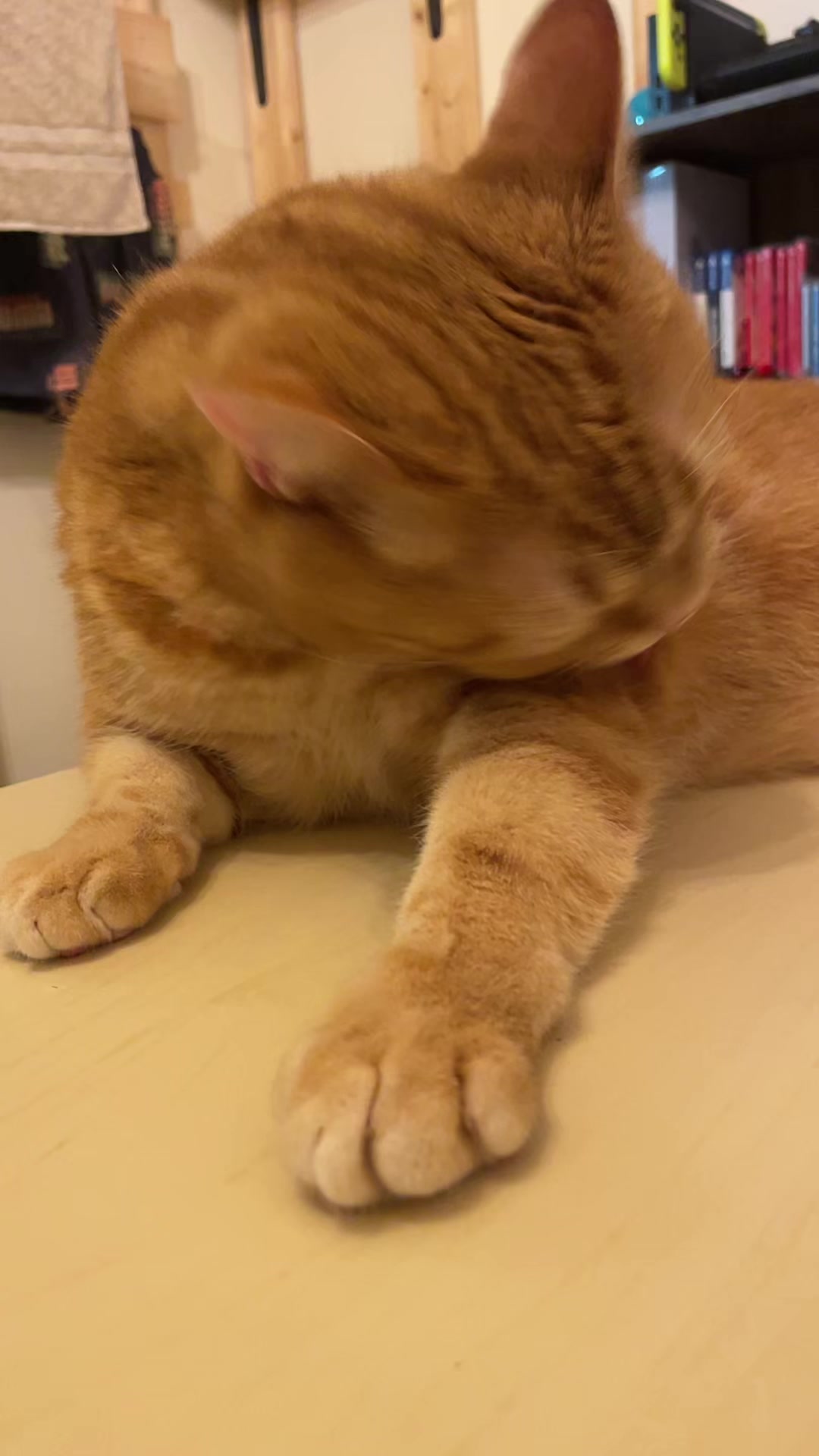 @社会人の猫暮らし🐈あめ