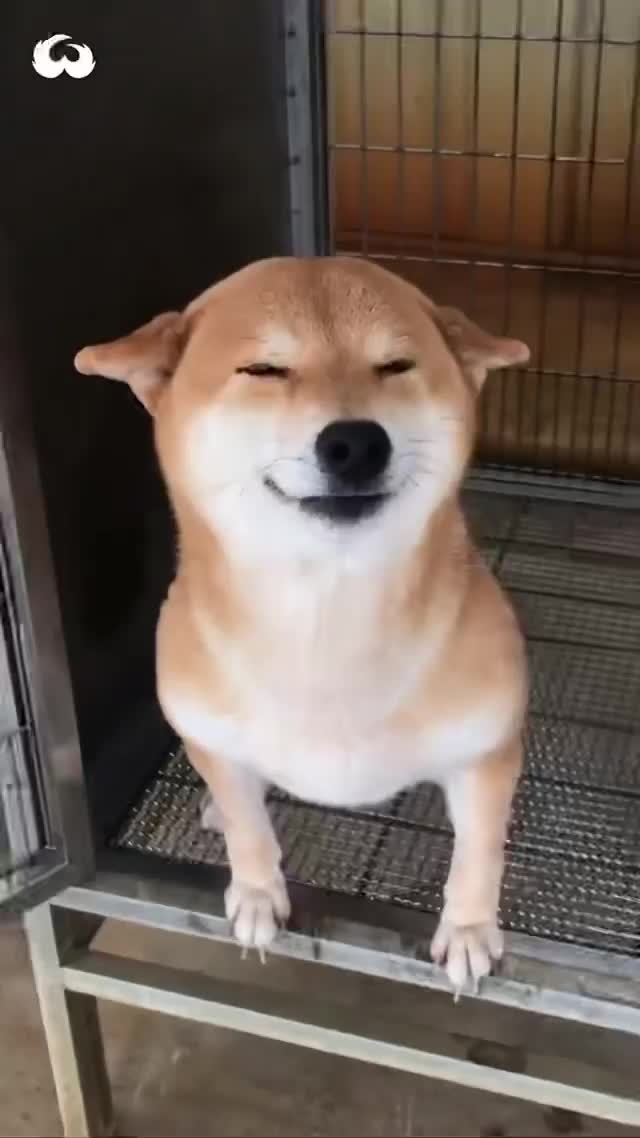 @MOST TALENTED ANIMALS