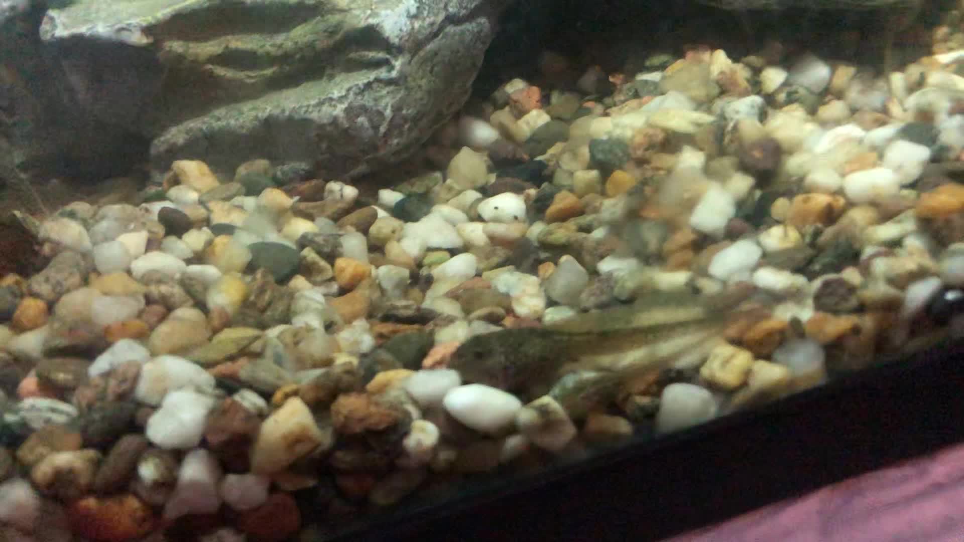 @Life With Tadpoles