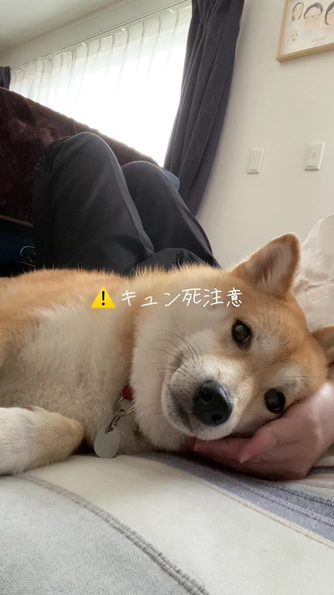 @こむぎといなり