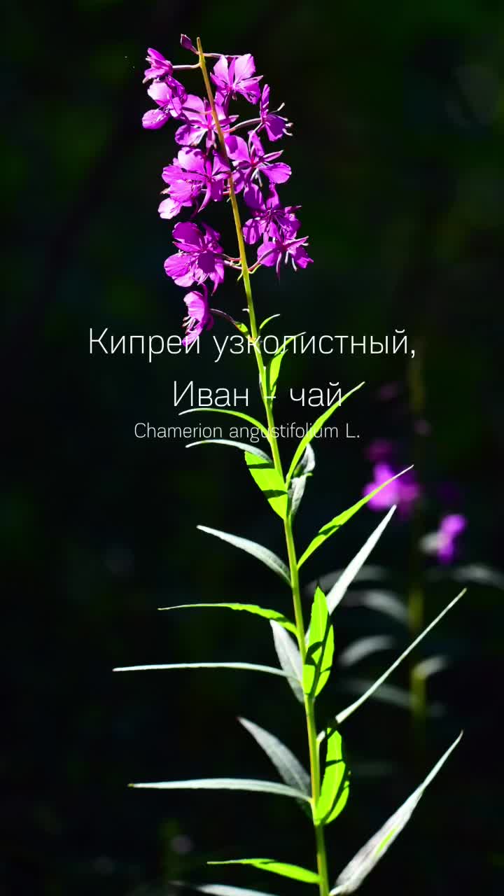 @Juliya Afoshina