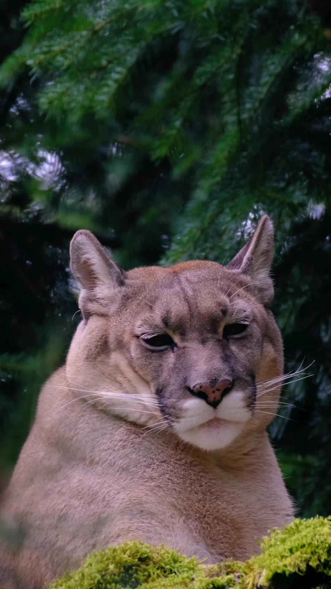@factsanimal0