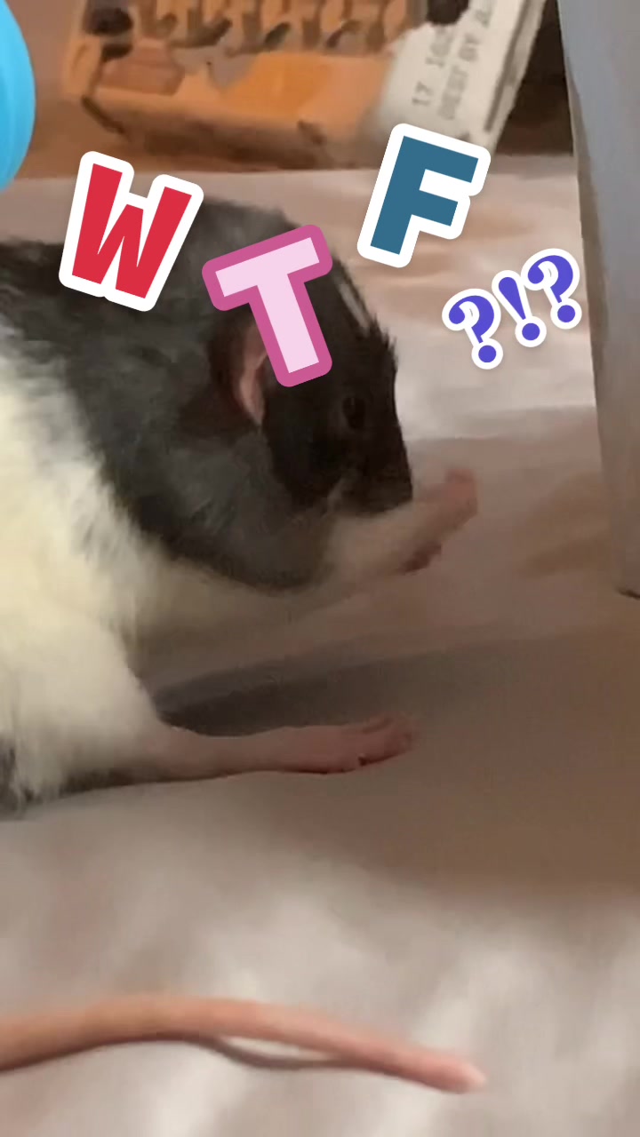 @Mini Mischief
