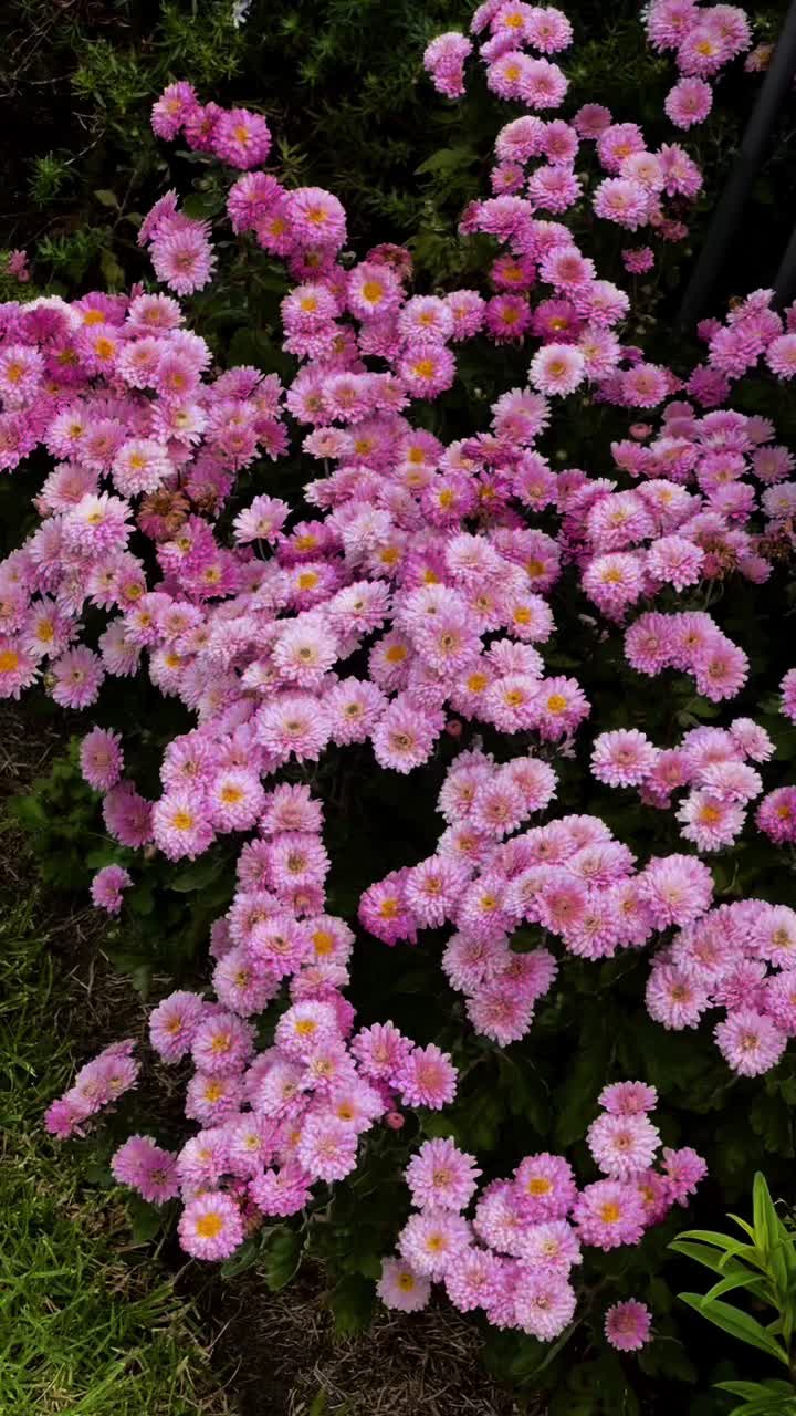@🦋