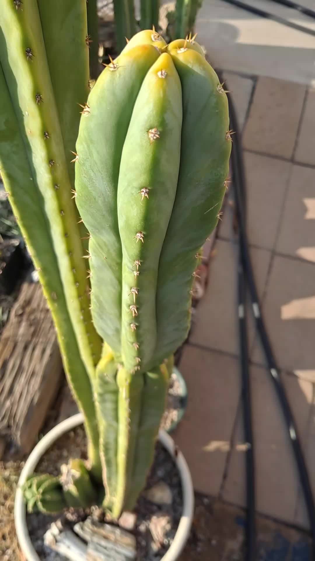 @cactifam