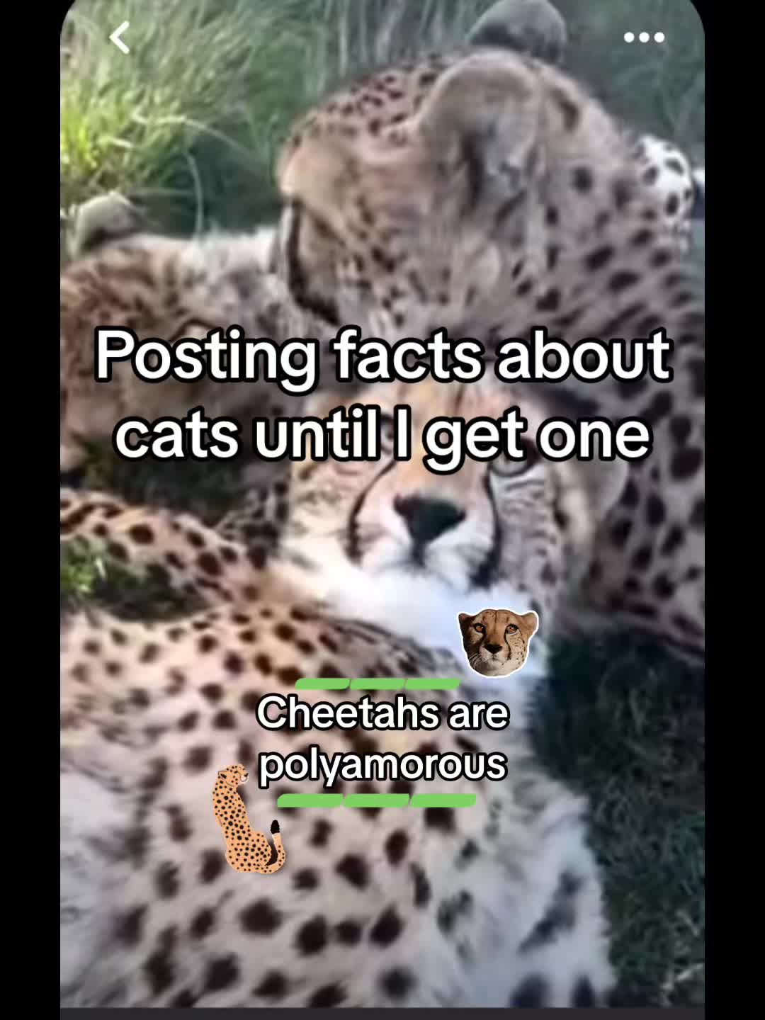 @Ai cheetah