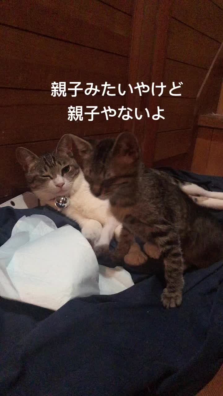 @🇯🇵良枝🇯🇵志國紫電改