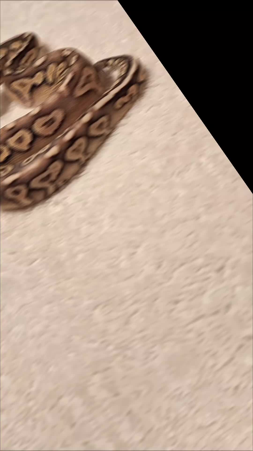 @⛓️🐍Syntr(CRR)🐍⛓️
