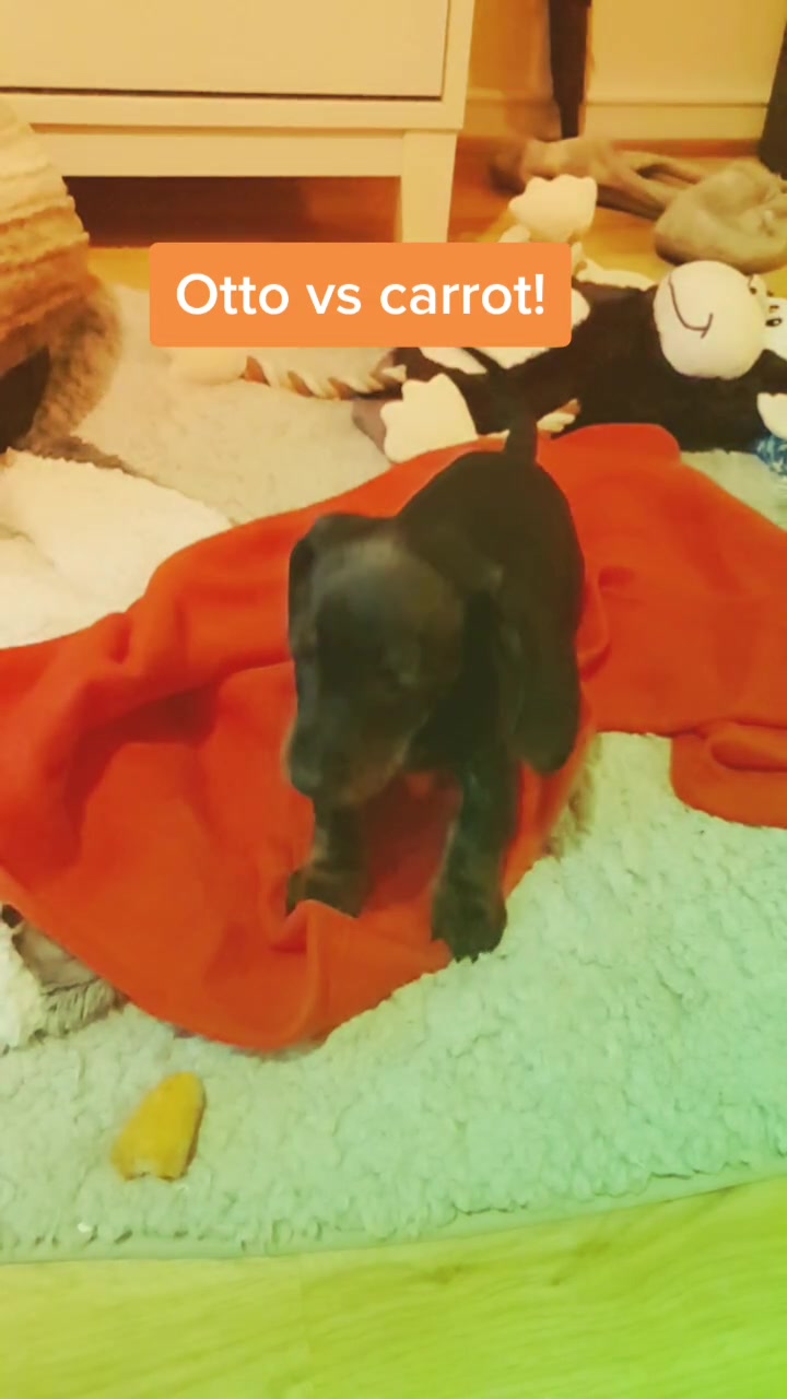 @Otto the mini dachshund