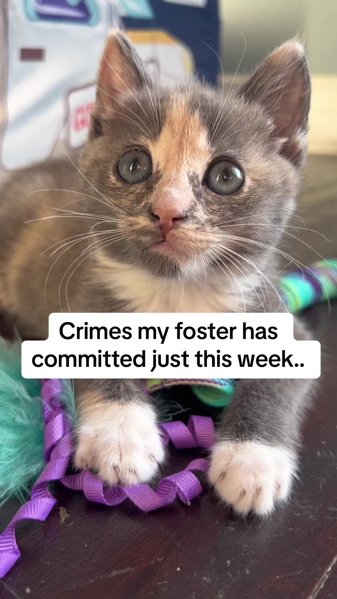 @Frankies_Fosters