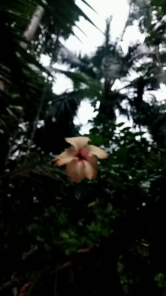 @hari40481